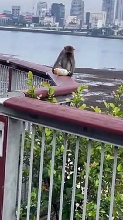 MONKEY DRINKS BUBBLE TEA AT WOODLANDS WATERFRONT