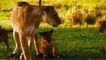 Lions vs Warthog Survival Fight - Warthog Fight Lion To Save Another Bigi Warthog