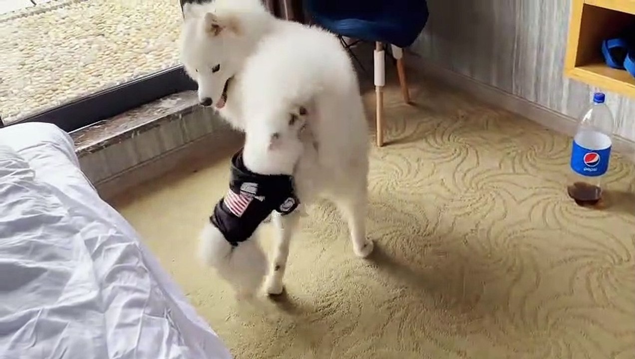 is so gentle to play with puppies!