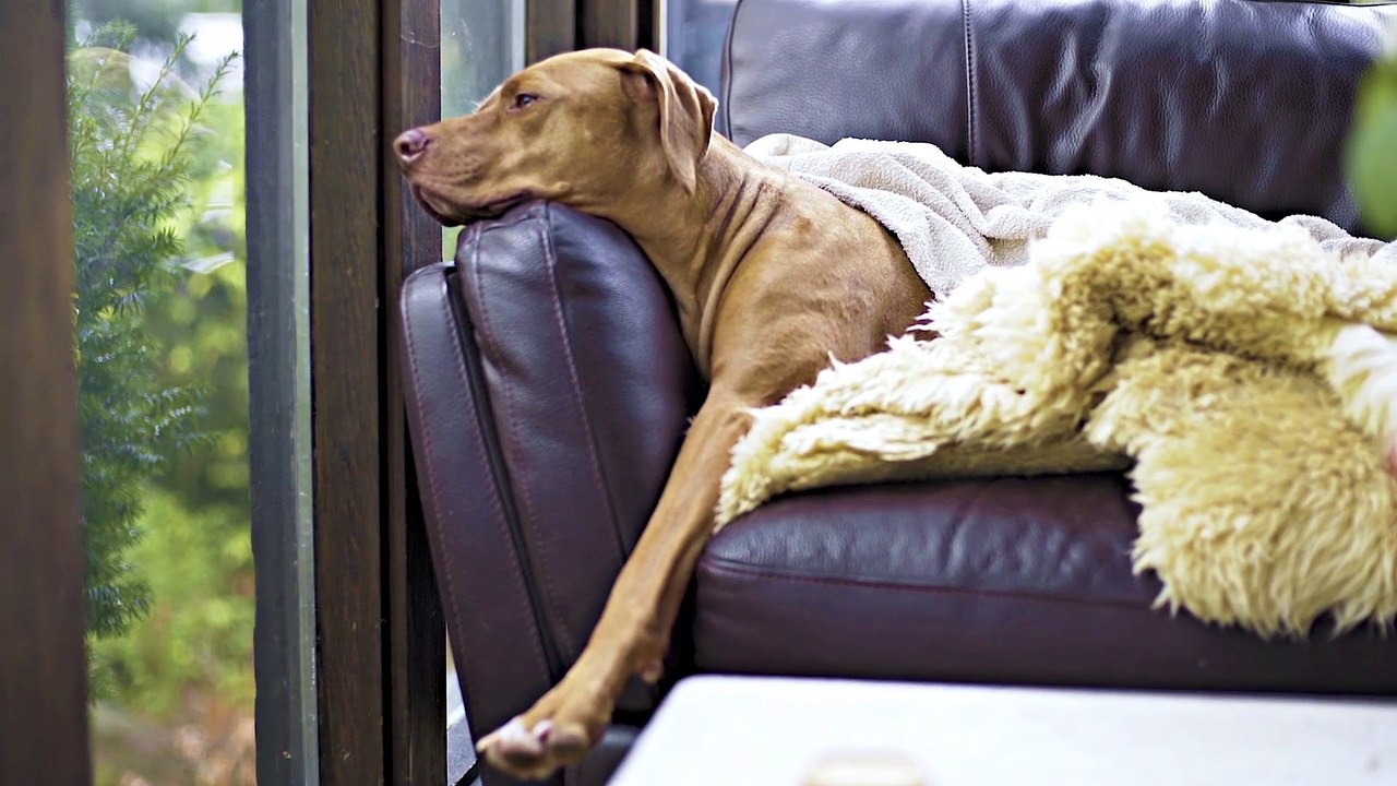 RHODESIAN RIDGEBACK