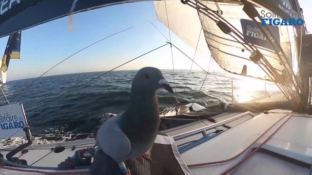 LA SOLITAIRE DU FIGARO 2021 : Embarquement immédiat à bord des Figaro BENETEAU 3 sur l'Étape 3 de #LaSolitaire !