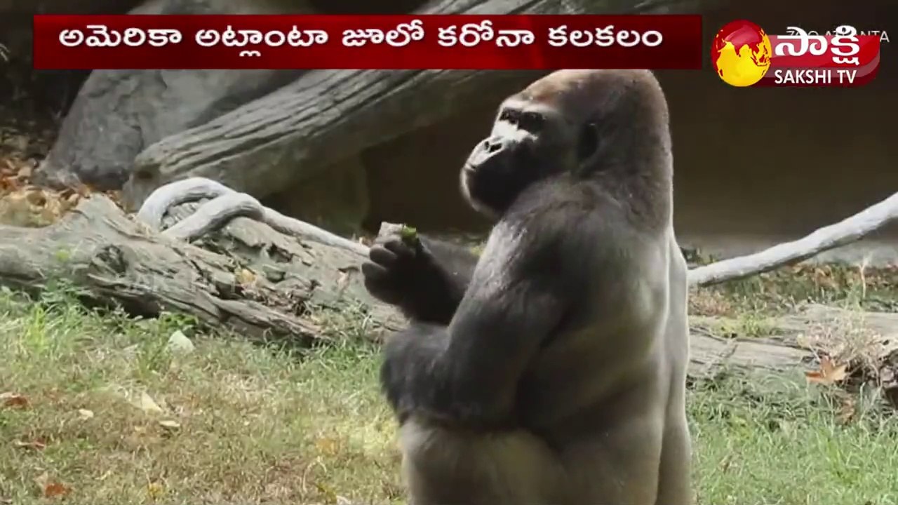 13 గొరిల్లాలకు  సోకిన కరోనా