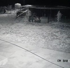 Ayı bahçeye girip, fasulyeleri yedi; o anlar kamerada