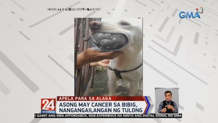 Asong may cancer sa bibig, nangangailangan ng tulong | 24 Oras Weekend
