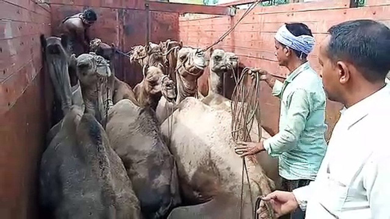 ट्रक में ठसाठस भरकर ले जा रहे थे 16 ऊंट, तीन गिरफ्तार