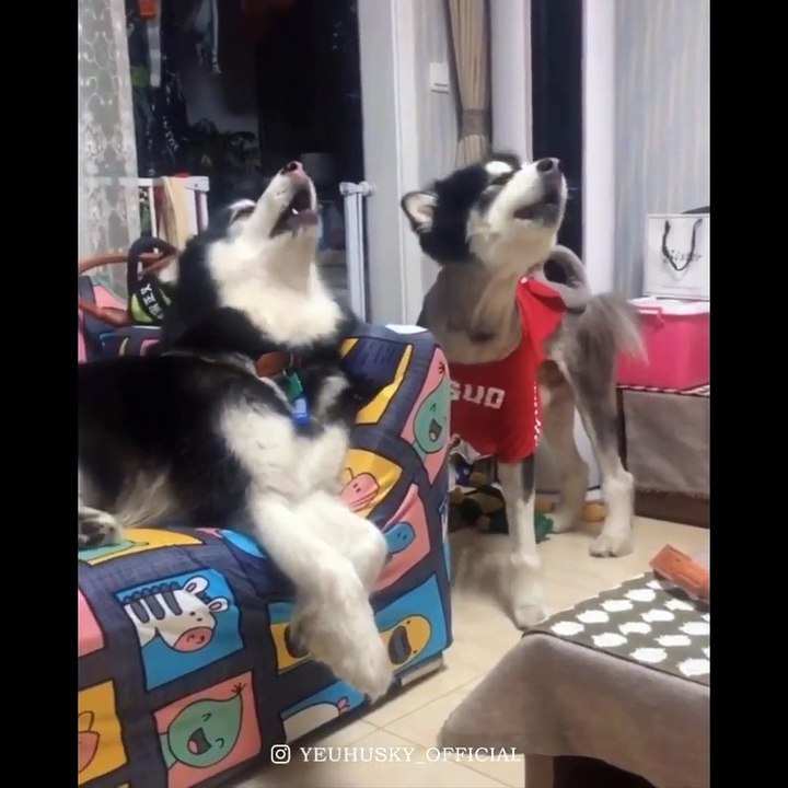 Funny And SOO Cute Husky Puppies Compilation #2...