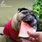 AWW SOO Cute and Funny Pug Puppies - Funniest Pug Ever #26