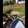 Funny And SOO Cute Husky Puppies Compilation #20 - Cutest Husky Puppy