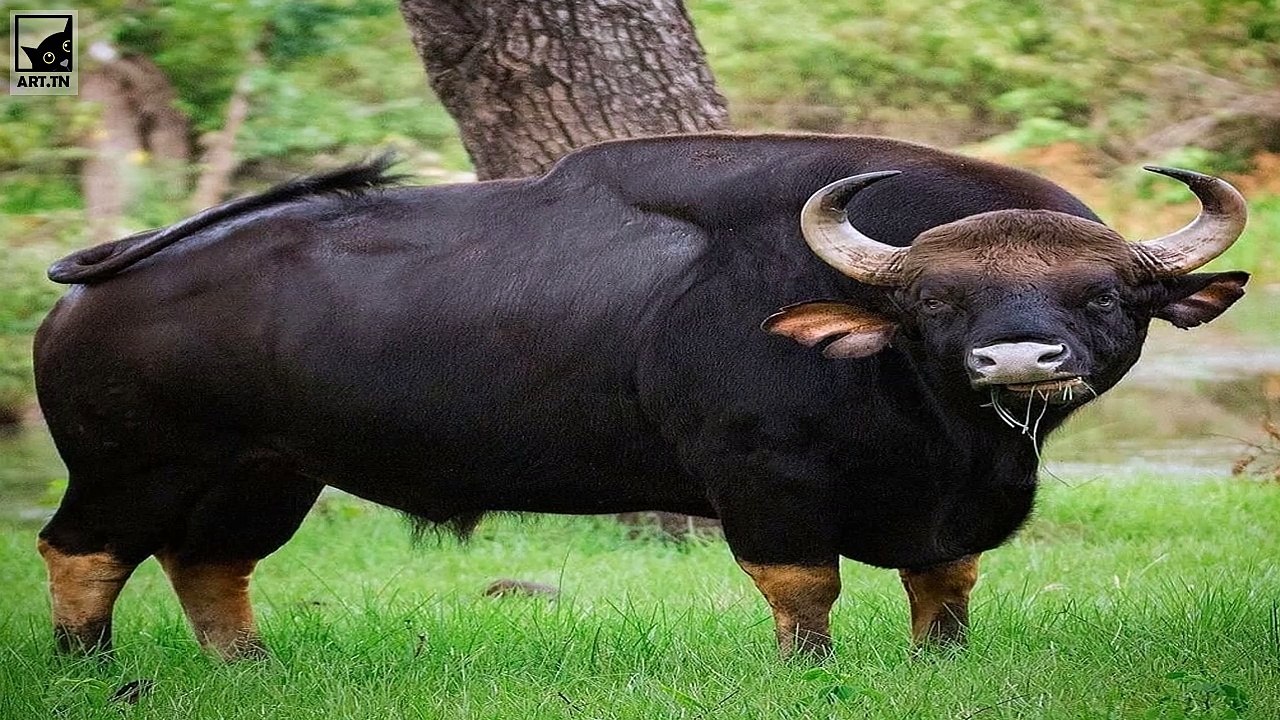 Top 10 schwerste Tiere der Welt