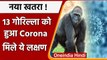 Coronavirus: US के Atlanta Zoo में 13 Gorillas Corona Positive, मिले ये लक्षण | वनइंडिया हिंदी
