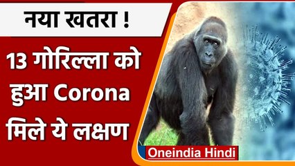 Download Video: Coronavirus: US के Atlanta Zoo में 13 Gorillas Corona Positive, मिले ये लक्षण | वनइंडिया हिंदी