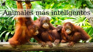 Los 6 animales más inteligentes del mundo