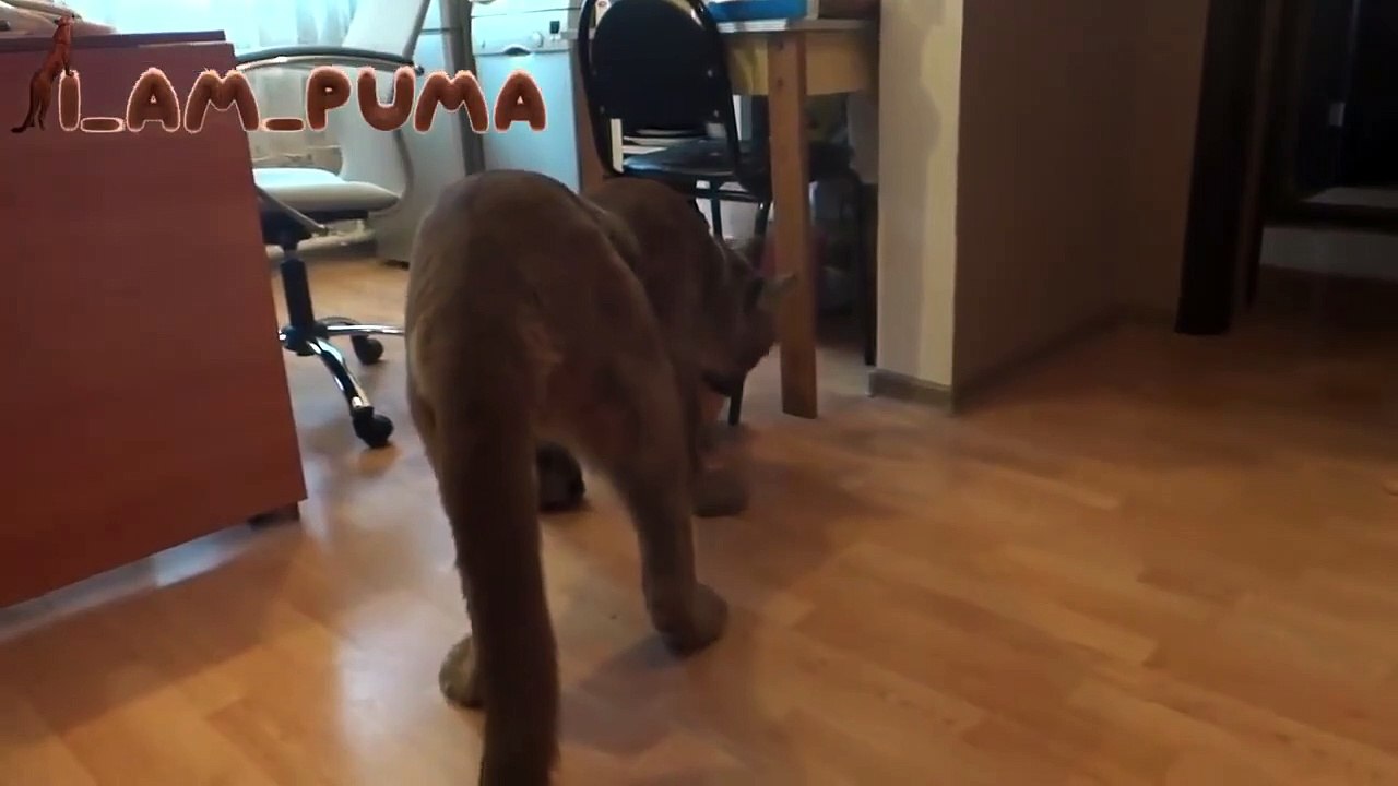 Puma Messi loves pumpkins