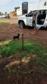 Umuarama: cadelinha Belinha é localizada e devolvida para os tutores