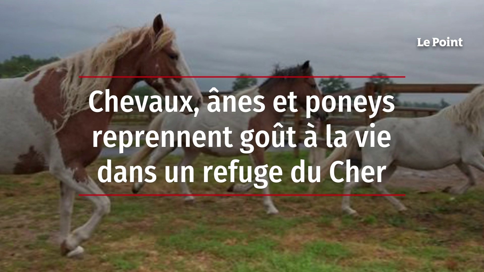 Chevaux Anes Et Poneys Reprennent Gout A La Vie Dans Un Refuge Du Cher Video Dailymotion