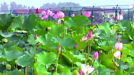 Summer lotus HD real shots