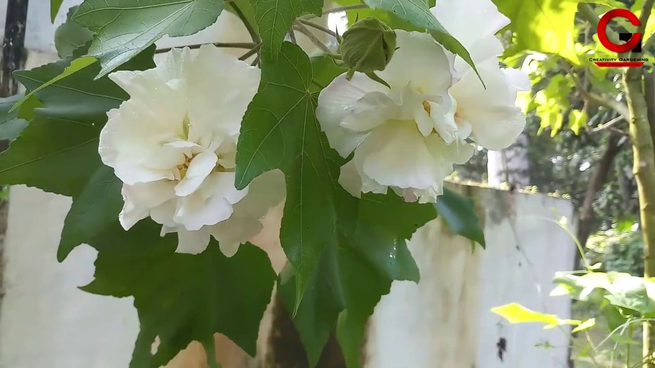 How To Grow Confederate Rose From Cutting  (Hibiscus Mutabilis)