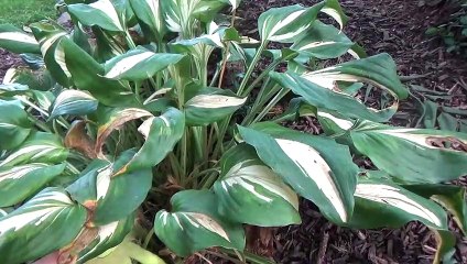 Grant Scarboro's The Webkinz Show - The Ghost and the Green