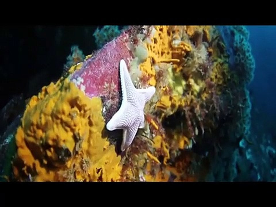 Deep Underwater • Relaxing Sleep Music in an Underwater Paradise