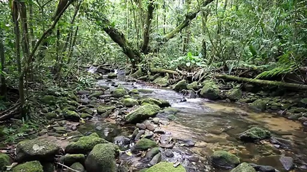 RAIN FOREST VIDEO BACKGROUND - 4K, HOH RAIN FOREST - NATURE RELAXATION VIDEO - 10