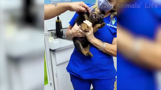 Cute Cats And Dogs That Will Make You Laugh _joy_ - Funny Animal Compilation - 1 ( 720 X 1280 )