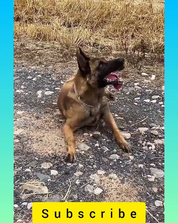_hearts_️_dog2_Smart Dog Video 2021 __27__ - short ( 1080 X 864 )
