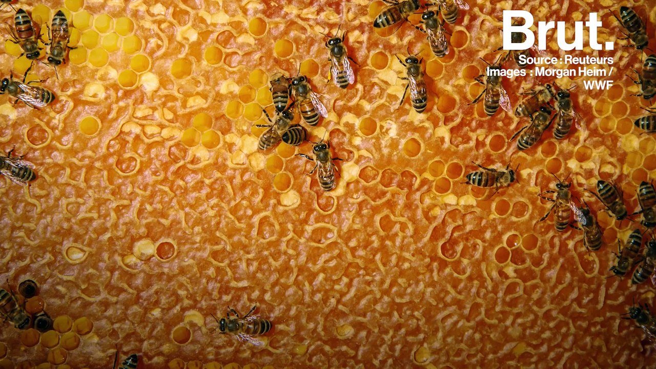 La Slovénie est un paradis pour les abeilles