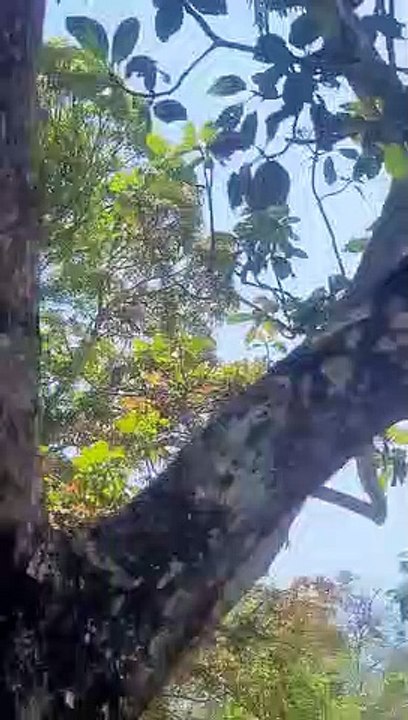 Incêndio no Vale da Lua