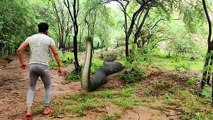 Anaconda Snake in Real Life Video