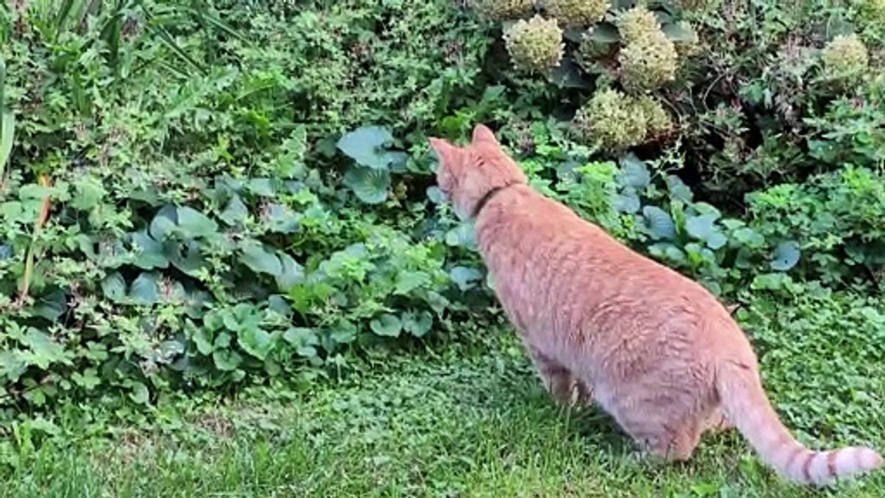 Cat hunting a rabbit