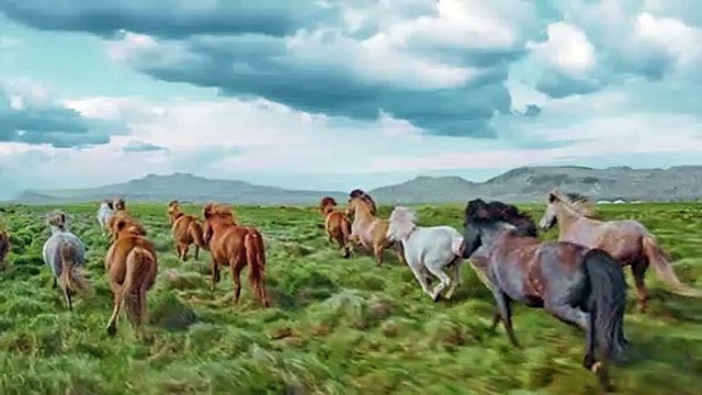 Horses -What a beautiful Arabian horses