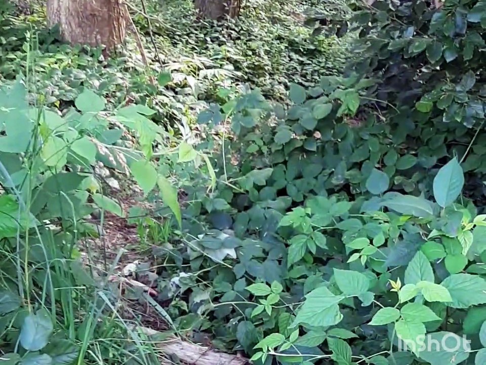 AP Diekrich * verschollen im Wald Corona Tag 544   teil2