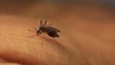 Floodwater mosquitoes expected in wake of Ida rainfall