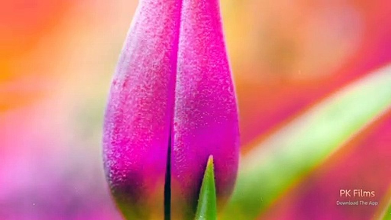 KING MAN TAMIL present a new Video this movie is really entertainment.