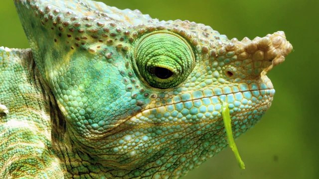 Planeta Selva 04/26 - La selva de los Espiritus: Madagascar