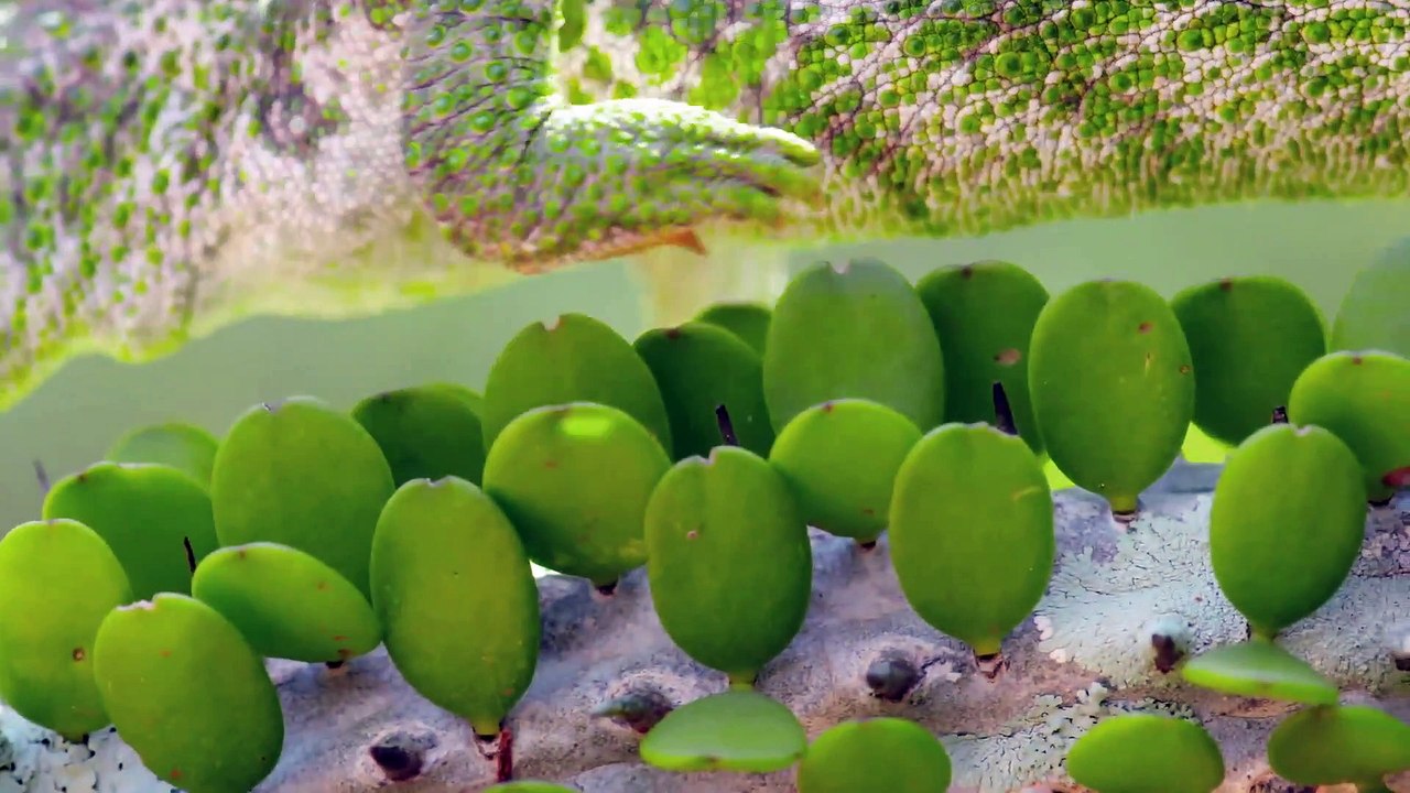 Planeta Selva 07/26 - Un mundo de espinas: Madagascar