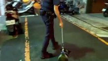 「爺爺」級汪星人身掛平安符呆坐路中 警靠一招找到飼主