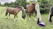 ''Horse Who? I'm N(eigh)OW an Elephant!' Suffolk Horse Ditches Hood & Gets in Trouble'