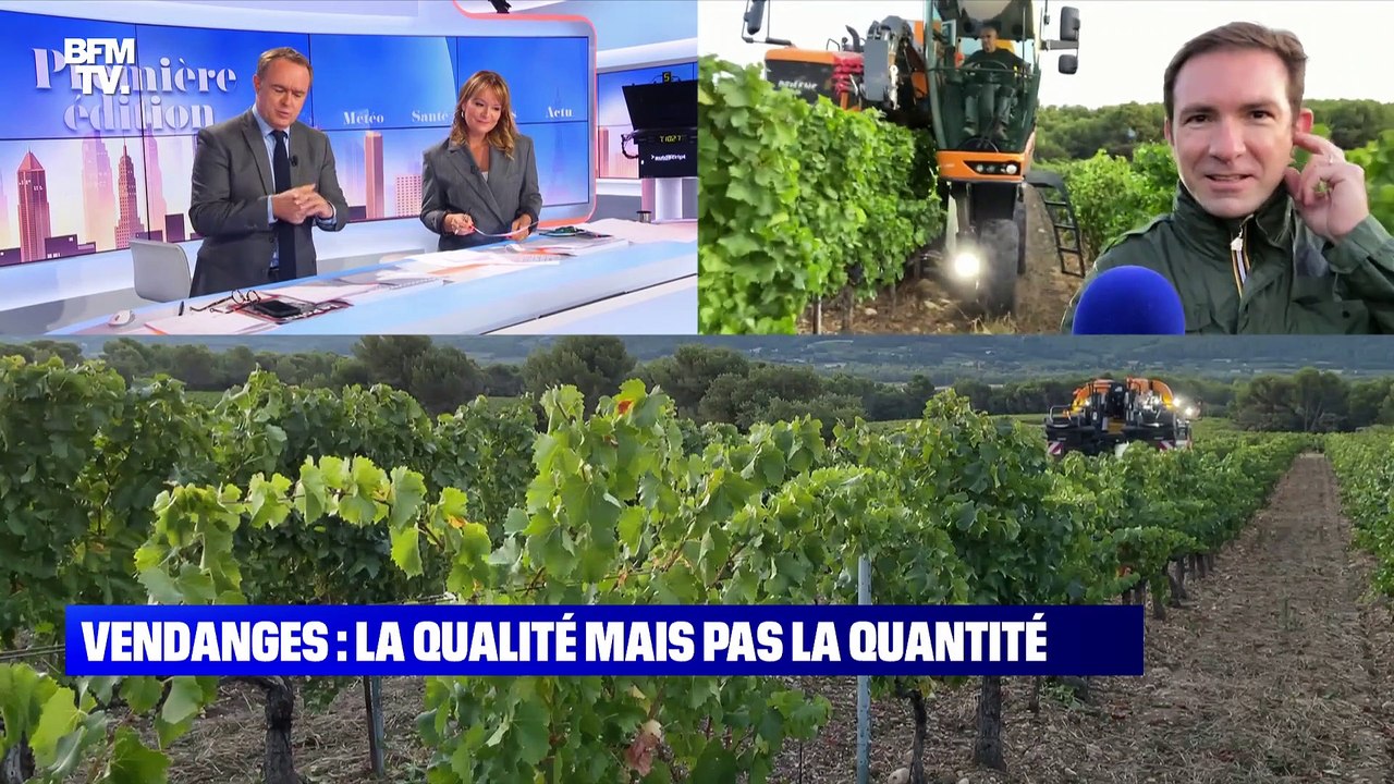 Vendanges : la qualité mais pas la quantité - 13/09