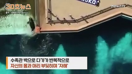 [30초뉴스] 범고래가 '자해'를 합니다…"살려주세요" 내부 고발