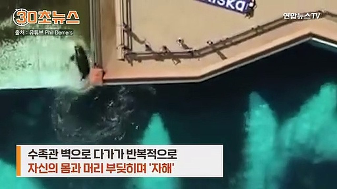 [30초뉴스] 범고래가 '자해'를 합니다…"살려주세요" 내부 고발