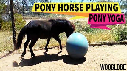 'Pony Yoga - Woman Films her Pet Pony Playing with an Exercise Ball'