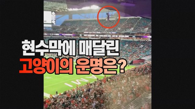 [세상만사] 미식축구 경기장 2층 관중석에서 떨어진 고양이 / YTN
