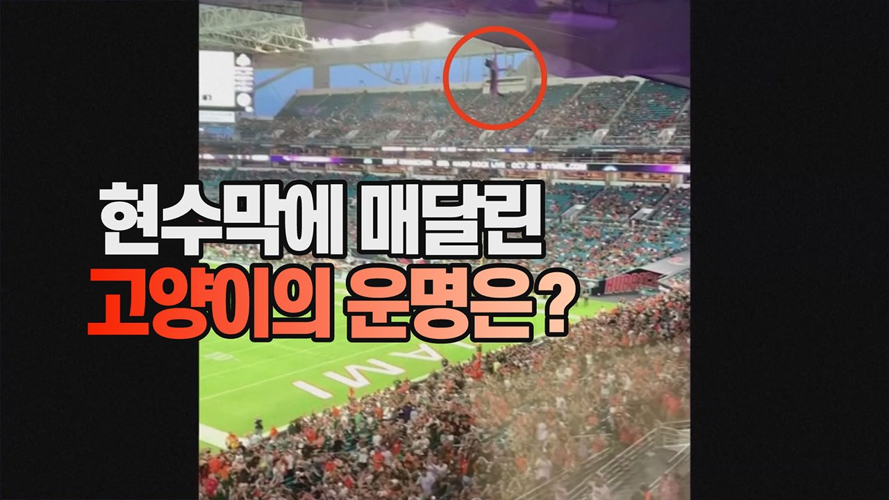 [세상만사] 미식축구 경기장 2층 관중석에서 떨어진 고양이 / YTN