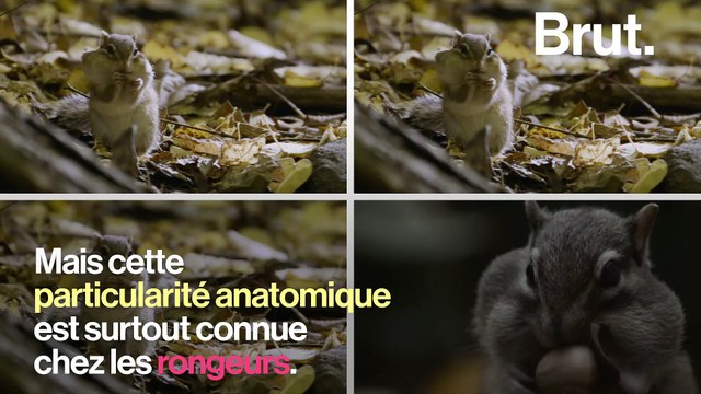 Comment les rongeurs stockent leur nourriture