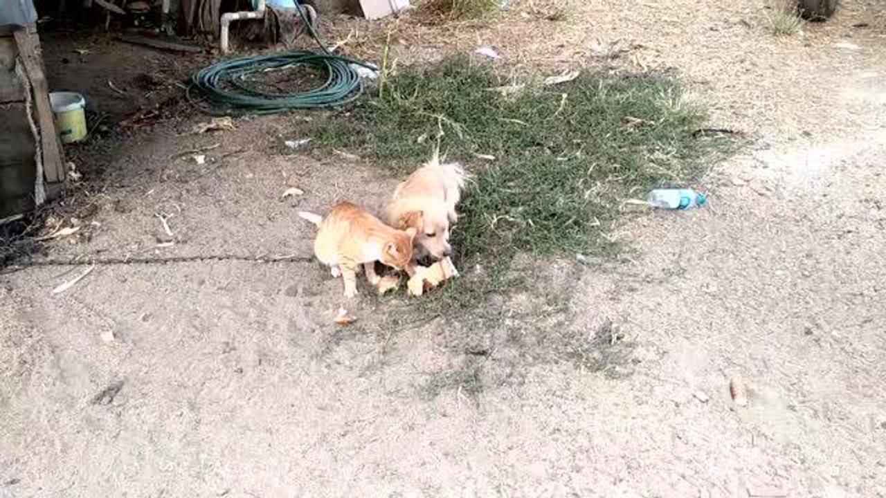 Çiftlikte yaşayan kedi ve köpeğin dostluğu görenleri şaşırtıyor