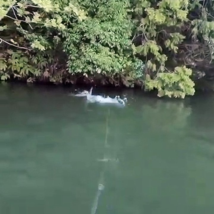 mancing mania / fishing
