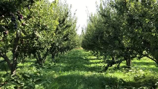 Doğu'nun Çukurova'sı nda üretilen erik kentin ekonomisine katkı sağlıyor