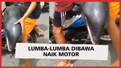 Dua Pemuda Bawa Paus Kepala Melon yang Terdampar, Ditelusuri BPSPL Denpasar