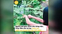 Những vườn rau sạch nhà trồng của sao Việt: Khu vườn nhà Công Vinh - Thủy Tiên chưa phải xanh nhất